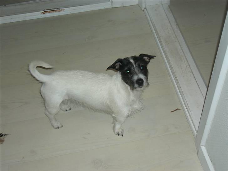 Jack russell terrier Svea billede 5