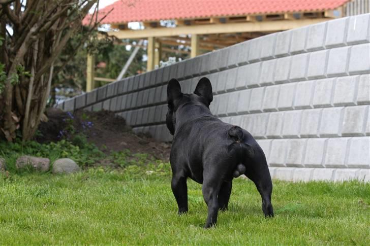 Fransk bulldog Adonis Kinibox [LOTUS] -  - Foto: Alex Larsen billede 12