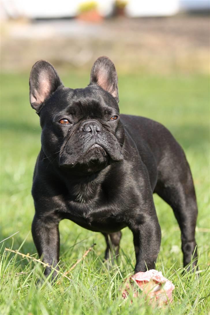 Fransk bulldog Adonis Kinibox [LOTUS] -  - Foto: Alex Larsen billede 13