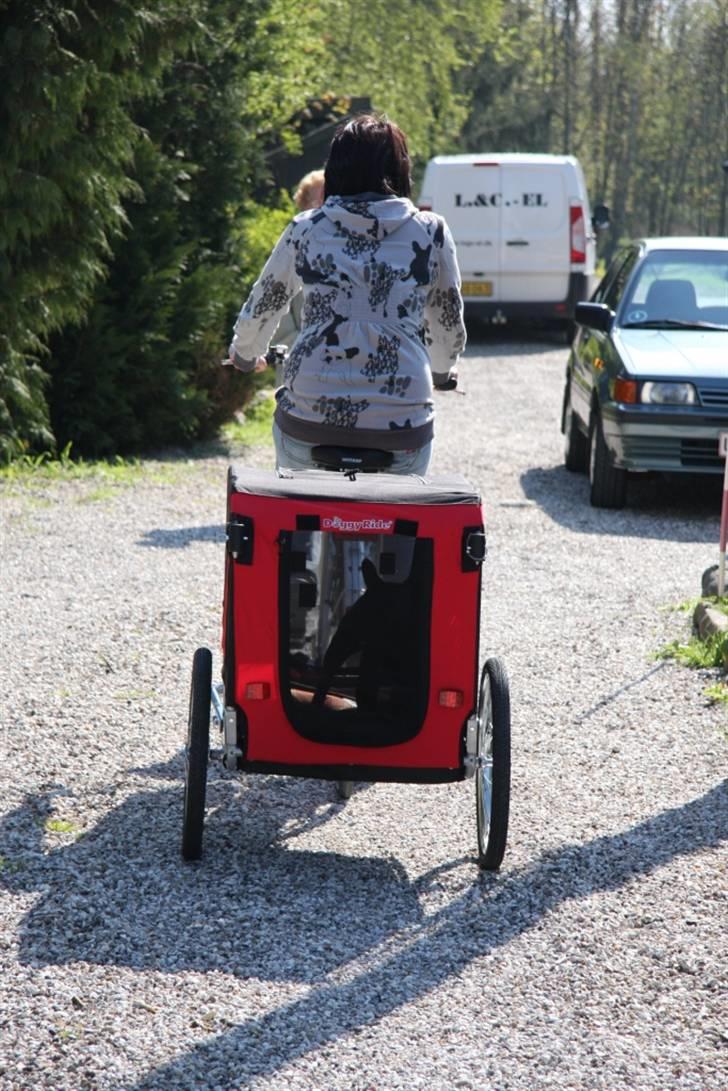 Fransk bulldog Adonis Kinibox [LOTUS] -  - Foto: Alex Larsen - så er mor ude og trille med sin baby :-) billede 14