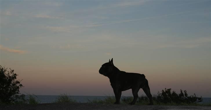 Fransk bulldog Adonis Kinibox [LOTUS] -  - Foto: Alex Larsen billede 15