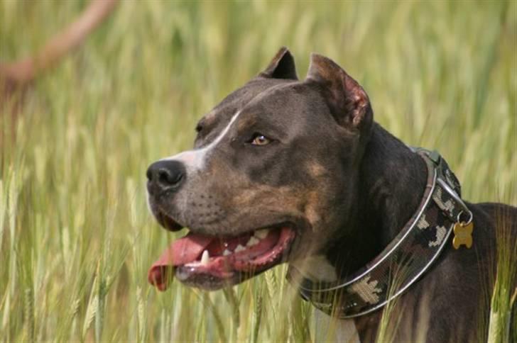 Amerikansk staffordshire terrier Xanthos R.I.P - Foto: Ina Iceman billede 12