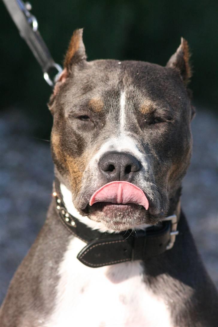 Amerikansk staffordshire terrier Xanthos R.I.P - xanthos 11½ mdr gammel Foto: Ina Iceman billede 13