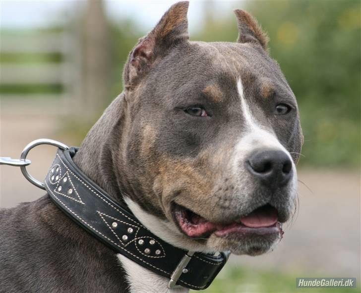 Amerikansk staffordshire terrier Xanthos R.I.P - xanthos10½ mdr gammel Foto: Ina Iceman  billede 14