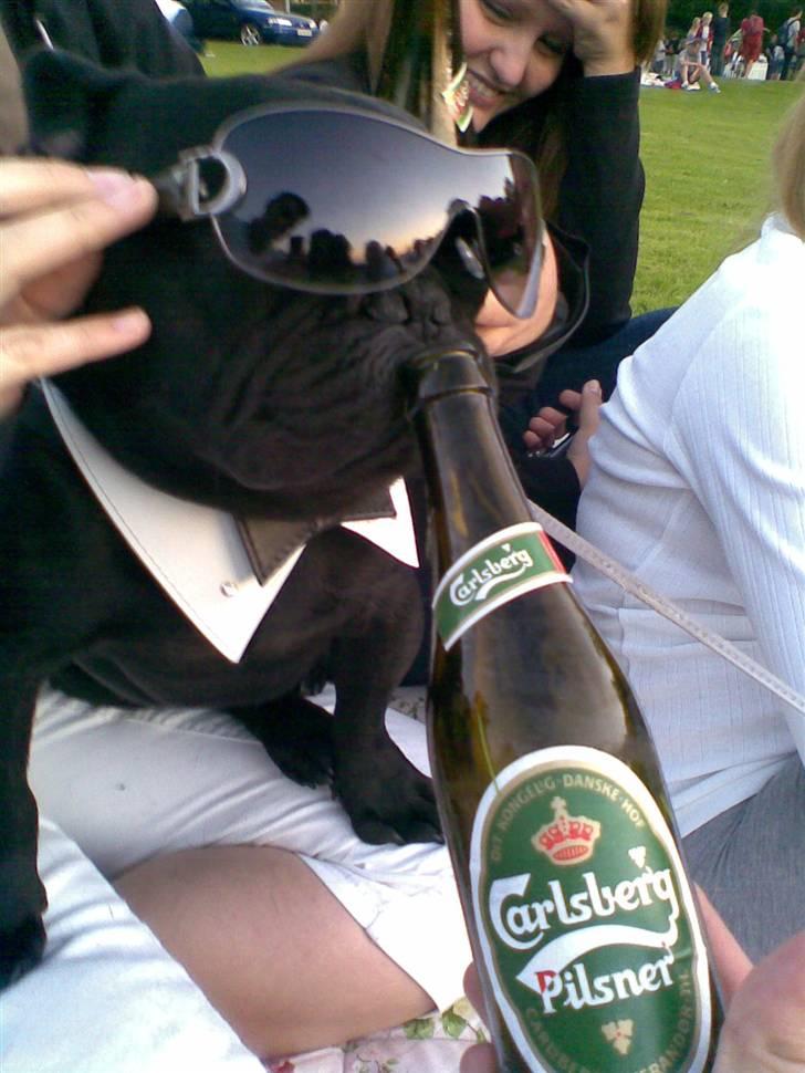 Fransk bulldog Adonis Kinibox [LOTUS] -  - Lotus søn  billede 17