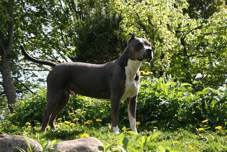 Amerikansk staffordshire terrier Xanthos R.I.P - Xanthos maj 2010 billede 15