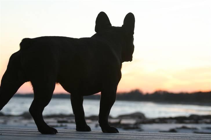 Fransk bulldog Adonis Kinibox [LOTUS] -  - Foto: Alex Larsen billede 18