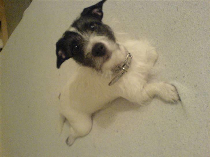 Jack russell terrier Svea billede 6