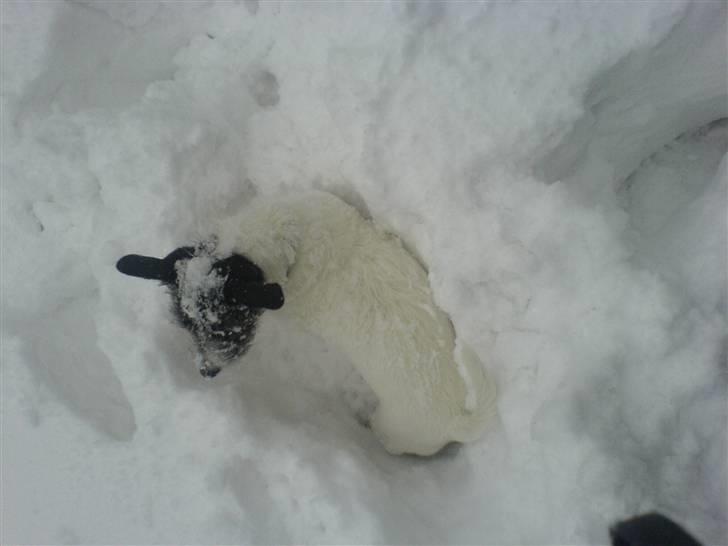 Jack russell terrier Svea billede 7