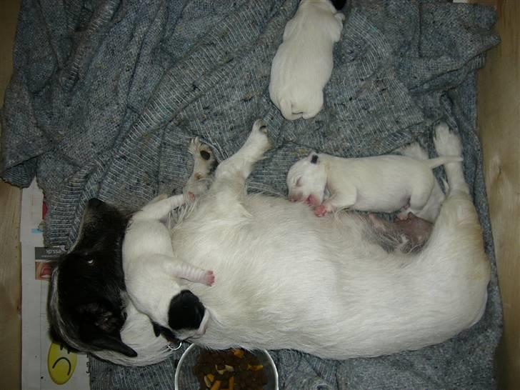 Jack russell terrier Svea billede 8