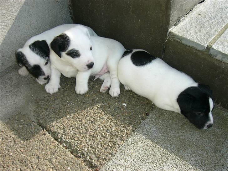 Jack russell terrier Svea billede 9