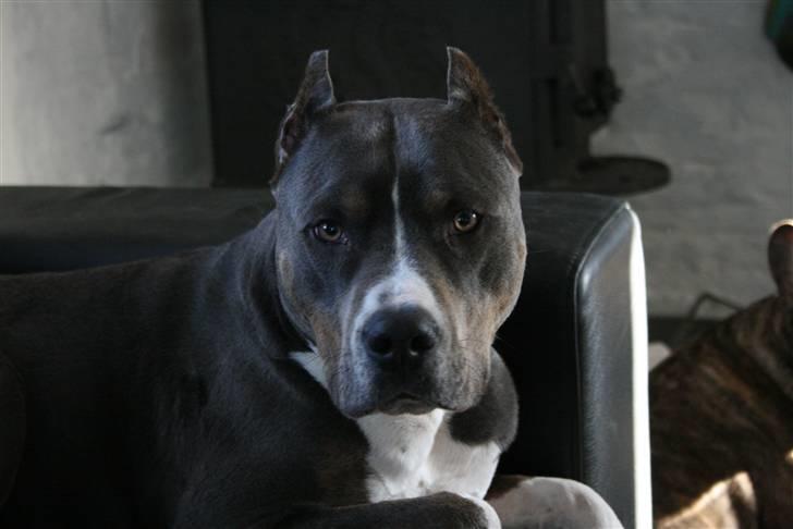Amerikansk staffordshire terrier Xanthos R.I.P billede 16