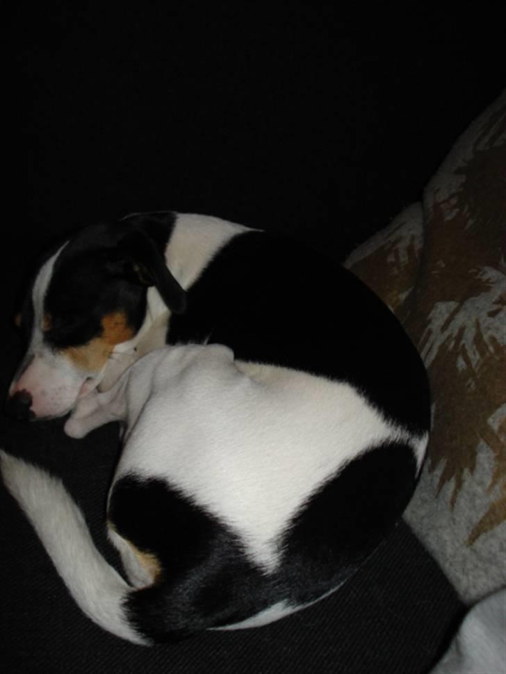 Dansk svensk gaardhund Alfred billede 15