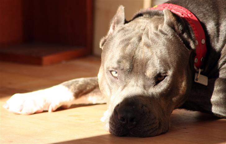 Amerikansk staffordshire terrier Kenzo -  R.I.P billede 18