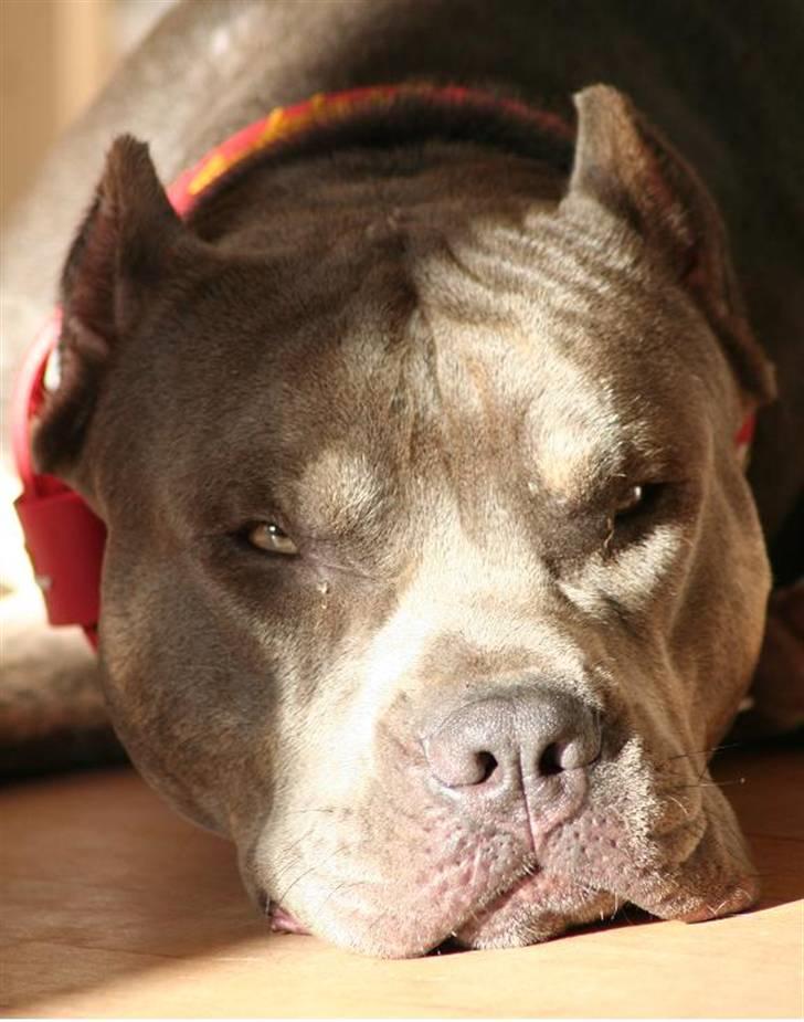 Amerikansk staffordshire terrier Kenzo -  R.I.P billede 19