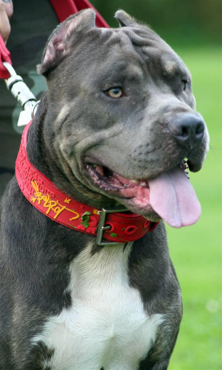 Amerikansk staffordshire terrier Kenzo -  R.I.P billede 20