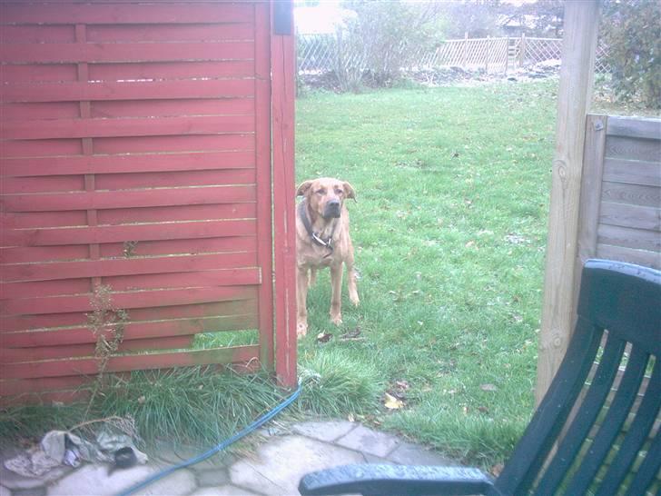 Blanding af racer Helmut - Kom og leg med mig . billede 10