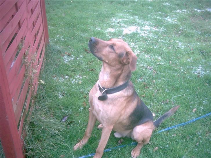 Blanding af racer Helmut - hjælp mig kan ikke nå min geb . :( billede 11