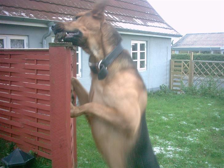 Blanding af racer Helmut - Fik den :):) billede 12