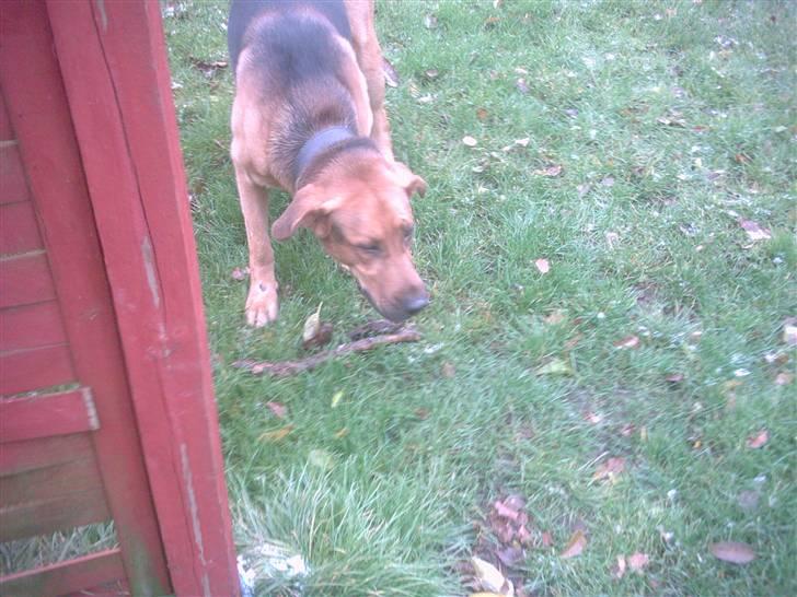 Blanding af racer Helmut - passer på mine gebbe nu .. billede 13