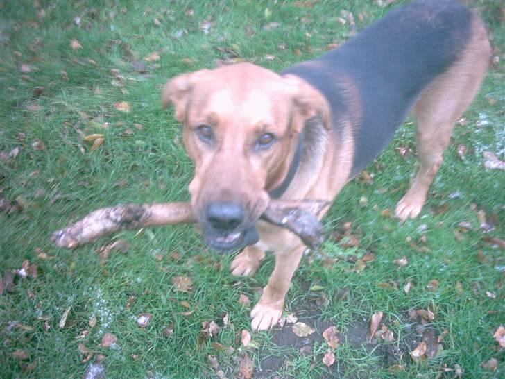 Blanding af racer Helmut - Leg med mig :) billede 14