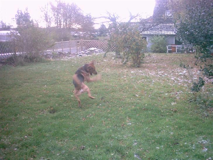 Blanding af racer Helmut - Leger lidt for mig selv . meget hyggeligt :) billede 15