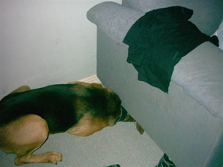 Blanding af racer Helmut - Hvor er min bold :( billede 16