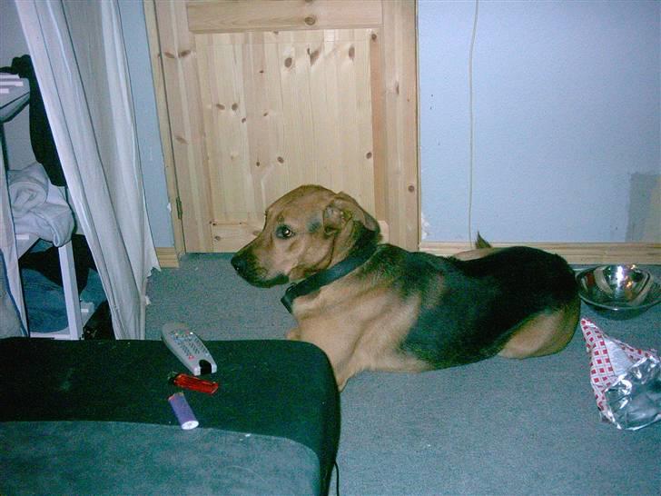 Blanding af racer Helmut - tager mig lige en slapper :)  billede 17