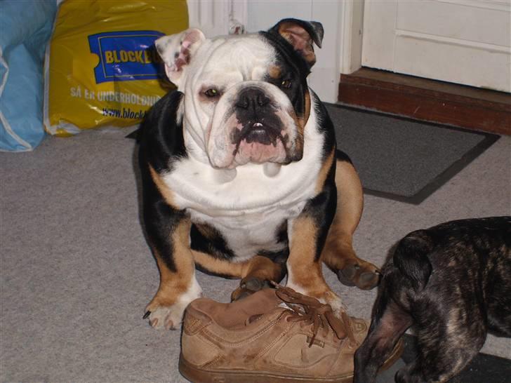 Engelsk bulldog buster billede 8