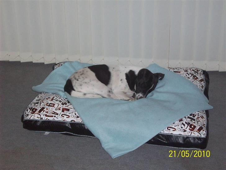 Dansk svensk gaardhund Aslan billede 12