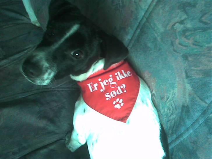 Dansk svensk gaardhund Aslan - "Er jeg ikk sød" :D billede 13