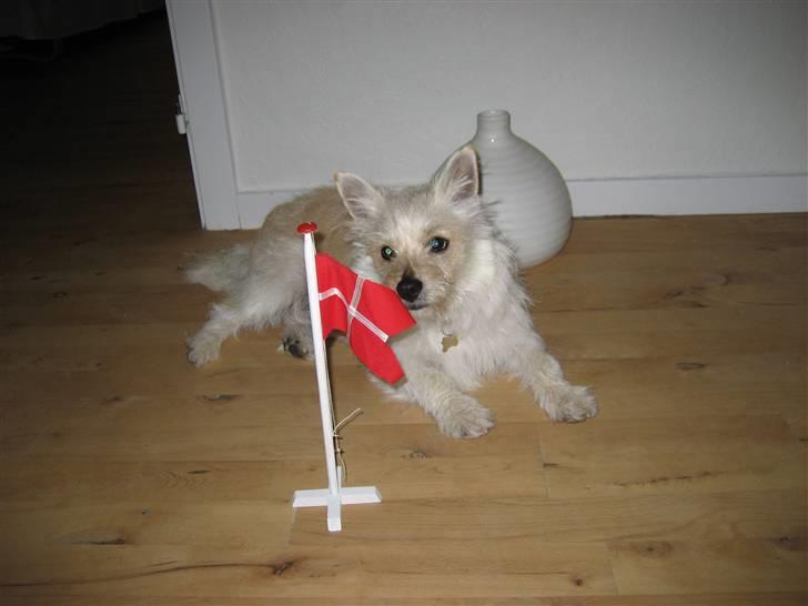 Blanding af racer Kenzo - Kenzo 1 år d. 14. november billede 13