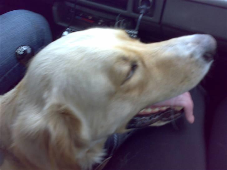 Golden retriever Chester - Det er godt nok kedeligt at ligge her, men jeg skal på ferie med mor og far... JUBII billede 5