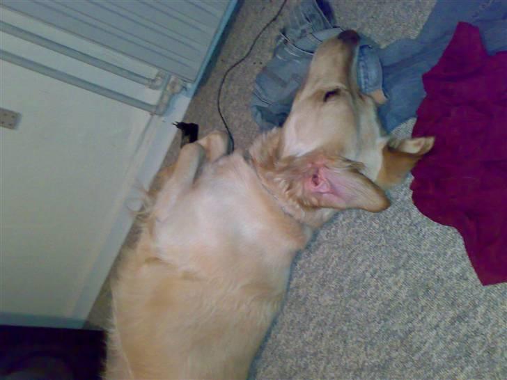 Golden retriever Chester - Nej, hvor jeg er træt... GAB! billede 6