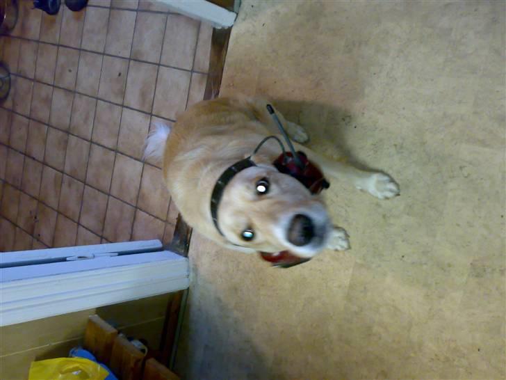 Golden retriever Chester - Se mor, er jeg ikk smart med far´s høreværn...? billede 7