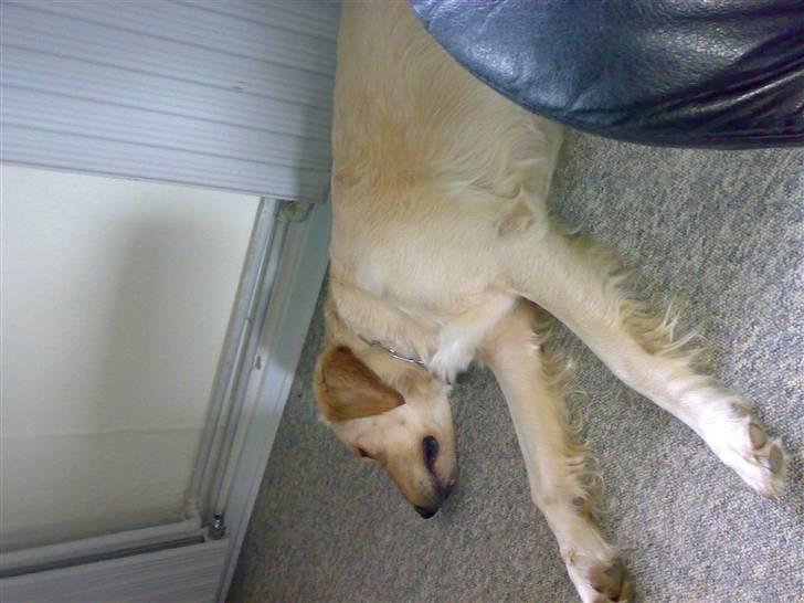 Golden retriever Chester - ZZZZZ kødben, kødben, kødben... zzzzzzzzzzzz billede 8