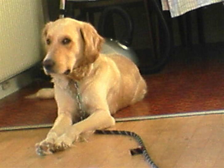 Golden retriever Chester - Se hvor fint jeg kan ligge når mor tager billeder af mig.... billede 9