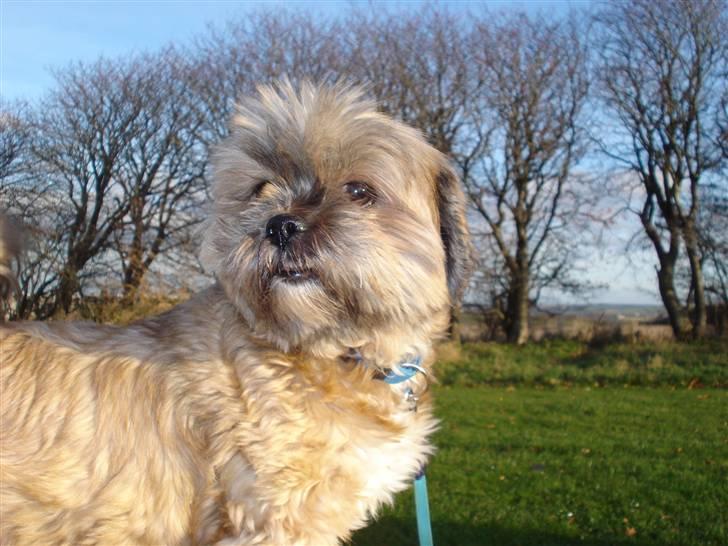 Lhasa apso Sille billede 9