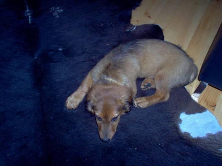 Blanding af racer Mali - Mali som lille bitte billede 1