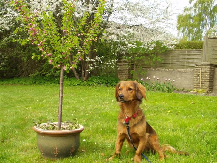 Blanding af racer Mali - Står model for naboen med hendes træ billede 2