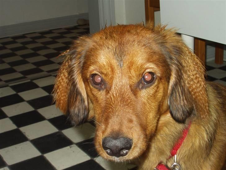 Blanding af racer Mali - Krøller efter regnvejr billede 3