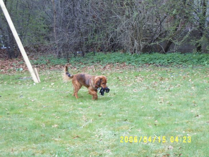 Blanding af racer Mali - Mali går tur med sig selv i haven - for første gang billede 4