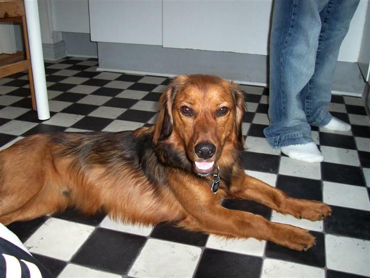 Blanding af racer Mali - Hunden med det hvide smil billede 5