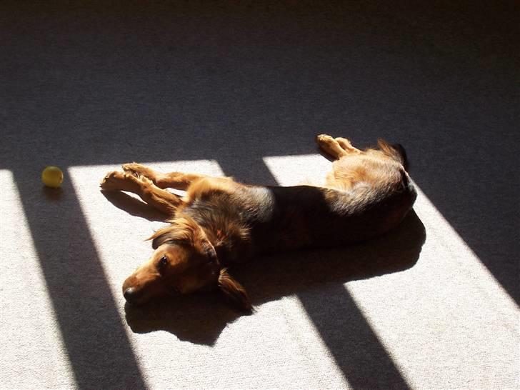 Blanding af racer Mali - Solpletter er det bedste billede 6