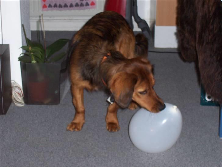 Blanding af racer Mali - Ballondans billede 7