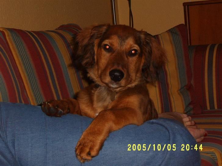 Blanding af racer Mali - Lille Mali chiller billede 8