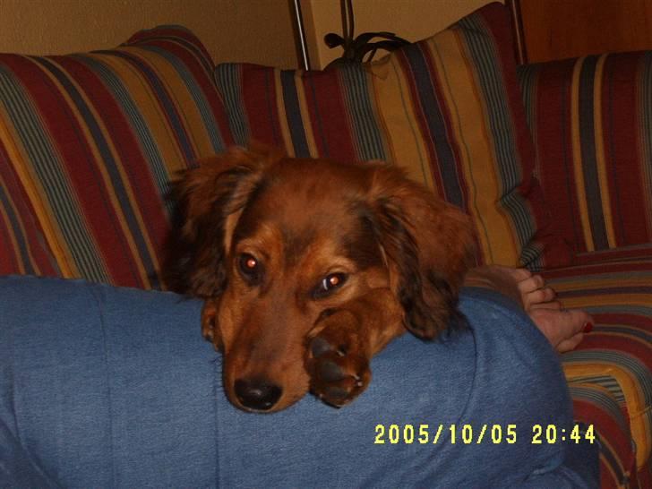 Blanding af racer Mali - Jeg kunne ALDRIG lave ulykker!! billede 9