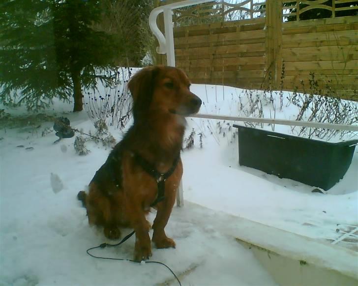 Blanding af racer Mali - Lykken er sne! billede 10