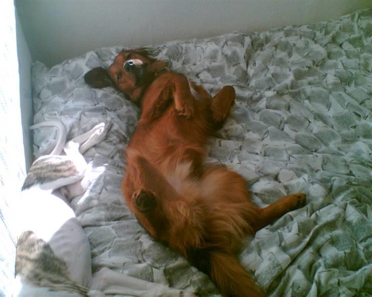 Blanding af racer Mali billede 11