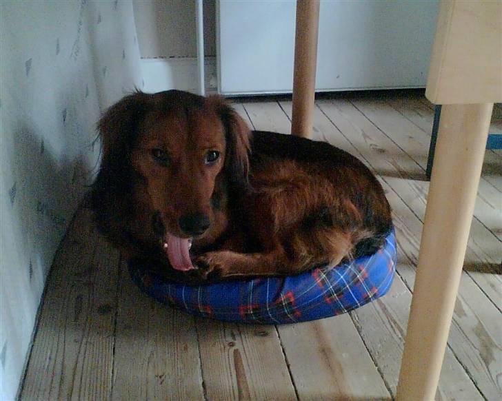 Blanding af racer Mali - INGEN seng er for lille til mig!! billede 12